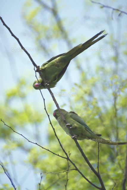 ワカケホンセイインコ の写真素材 イラスト素材 アマナイメージズ