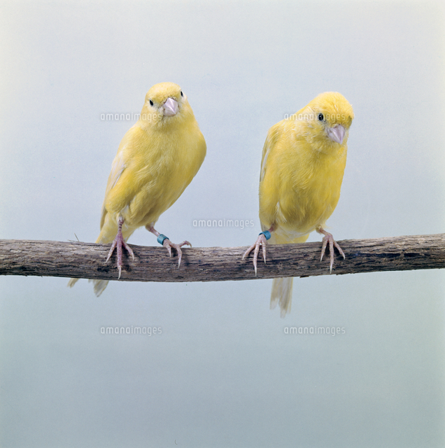 カナリア の写真素材 イラスト素材 アマナイメージズ