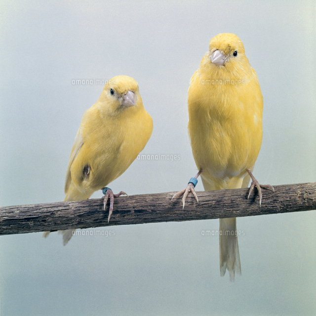カナリア 23018027208 の写真素材 イラスト素材 アマナイメージズ