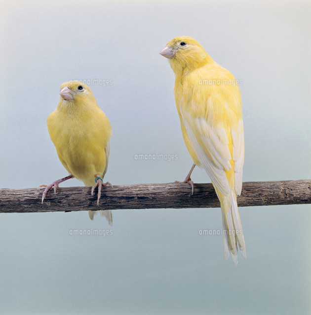 カナリア 23018027209 の写真素材 イラスト素材 アマナイメージズ