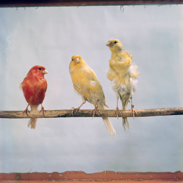 カナリア の写真素材 イラスト素材 アマナイメージズ