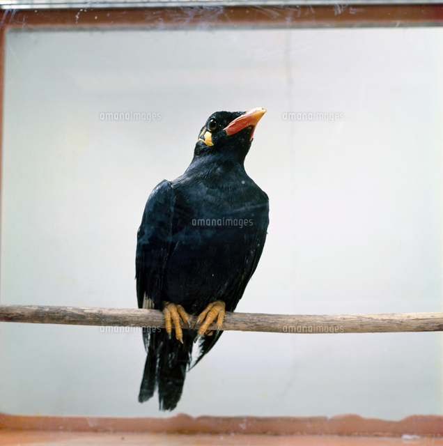 キュウカンチョウ の写真素材 イラスト素材 アマナイメージズ