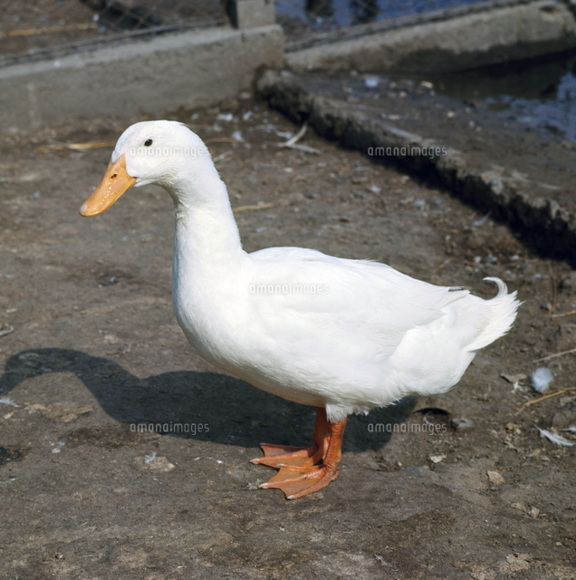 アヒル[23018027494]の写真・イラスト素材｜アマナイメージズ