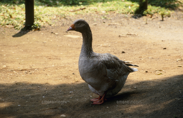 ガチョウ の写真素材 イラスト素材 アマナイメージズ