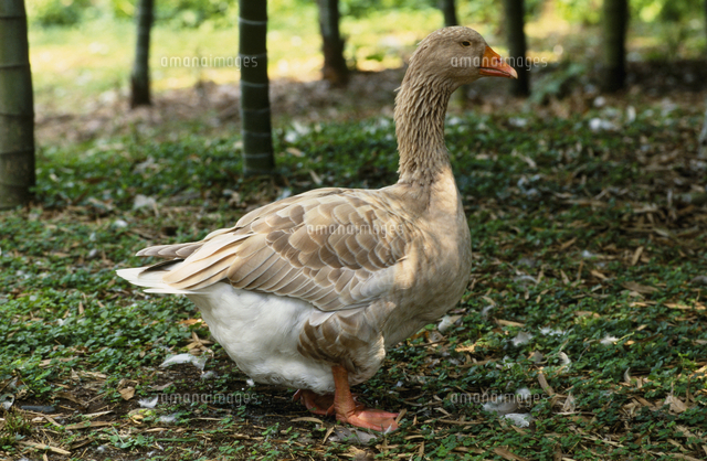 ガチョウ の写真素材 イラスト素材 アマナイメージズ
