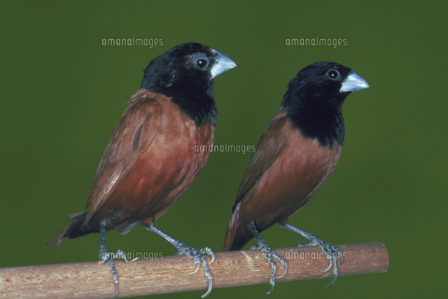 キンパラ[23018027926]の写真・イラスト素材｜アマナイメージズ 