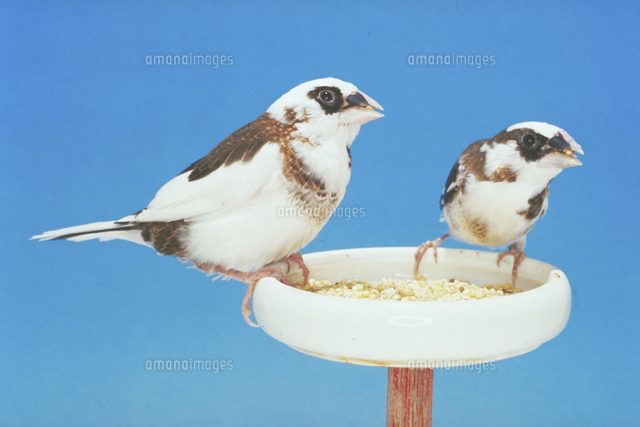 ジュウシマツ の写真素材 イラスト素材 アマナイメージズ