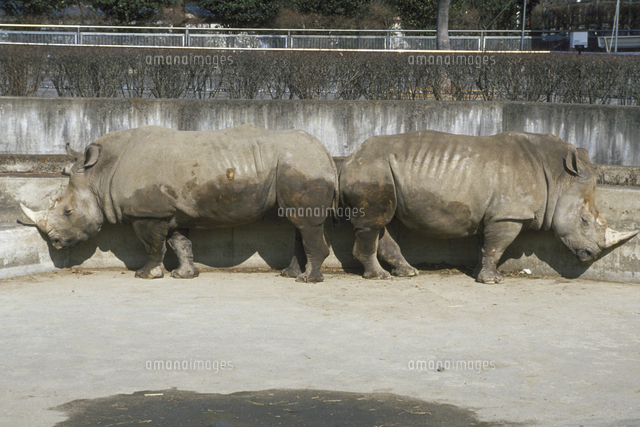 シロサイ[23018028365]の写真・イラスト素材｜アマナイメージズ