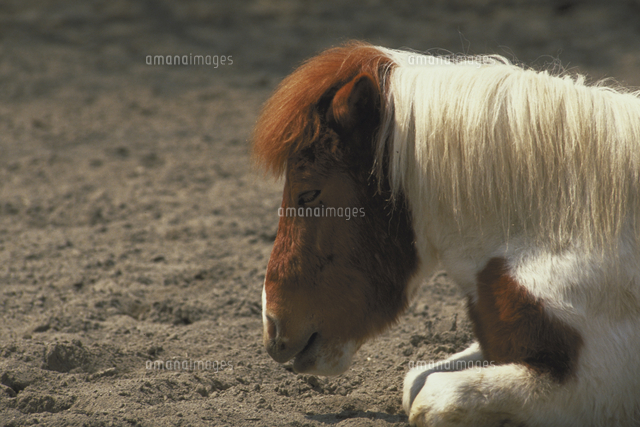 ウマ ポニー の写真素材 イラスト素材 アマナイメージズ