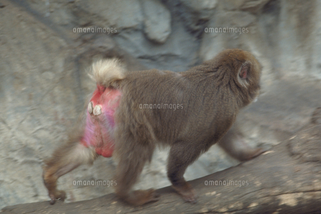 ニホンザル[23018029648]の写真素材・イラスト素材｜アマナイメージズ