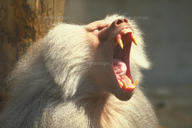 マントヒヒ の写真素材 イラスト素材 アマナイメージズ