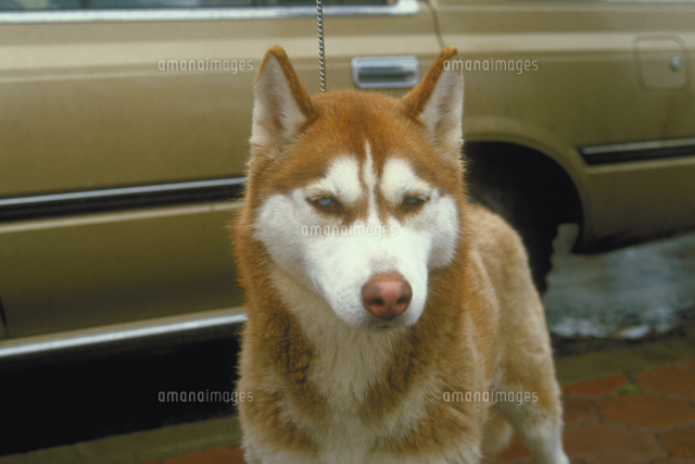イヌ シベリアン ハスキー の写真素材 イラスト素材 アマナイメージズ