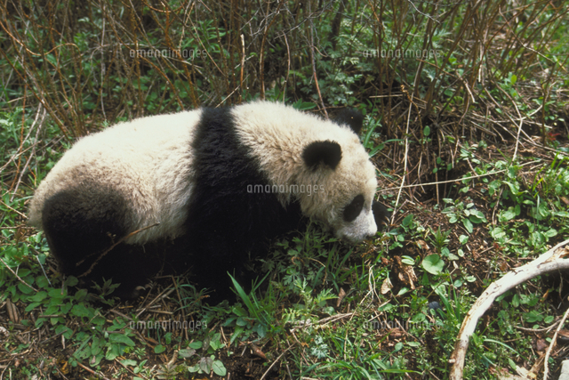 ジャイアントパンダ の写真素材 イラスト素材 アマナイメージズ