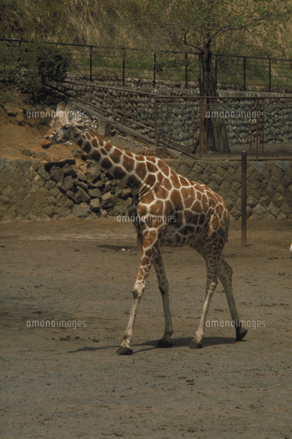 キリン アミメキリン の写真素材 イラスト素材 アマナイメージズ