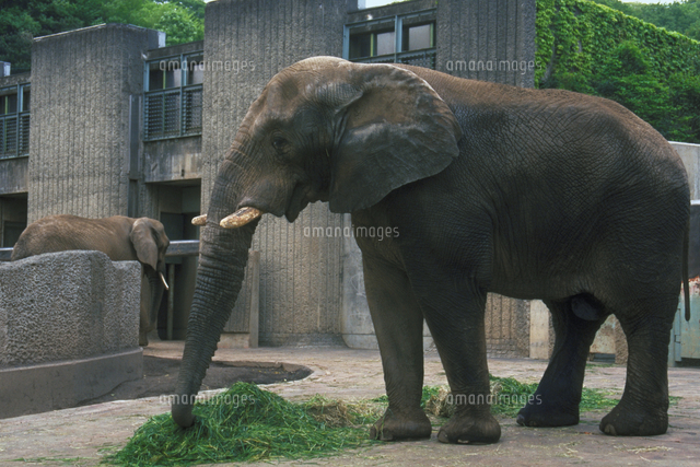 アフリカゾウ の写真素材 イラスト素材 アマナイメージズ