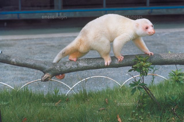 ブチクスクス の写真素材 イラスト素材 アマナイメージズ