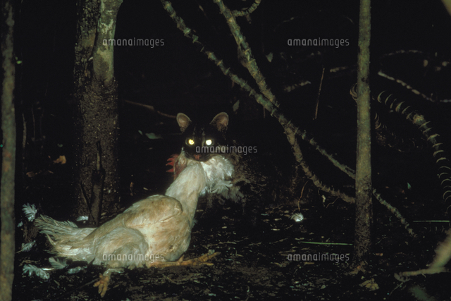 イリオモテヤマネコ の写真素材 イラスト素材 アマナイメージズ