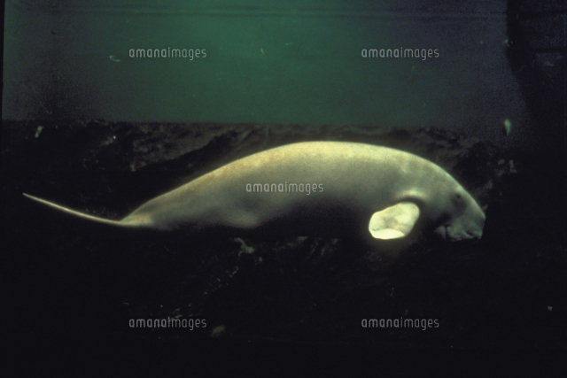 ジュゴン の写真素材 イラスト素材 アマナイメージズ