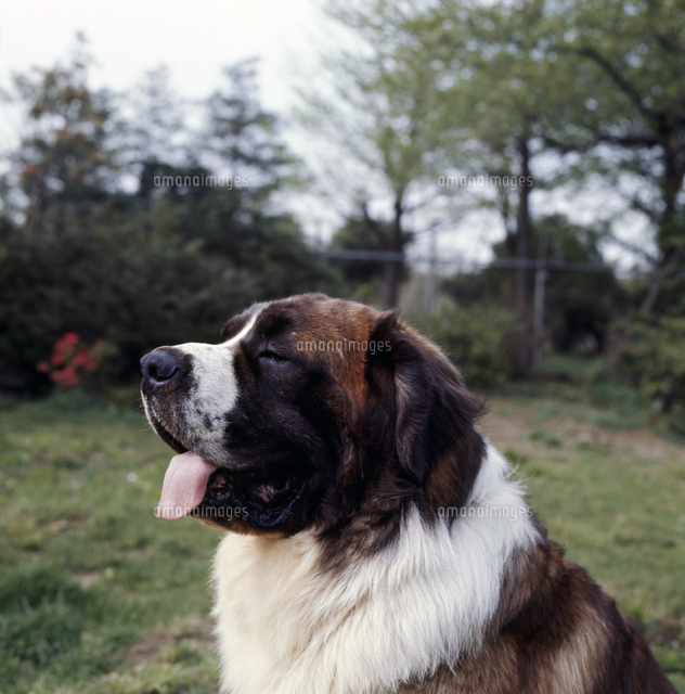 イヌ セントバーナード の写真素材 イラスト素材 アマナイメージズ