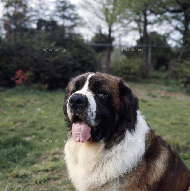 イヌ セントバーナード の写真素材 イラスト素材 アマナイメージズ