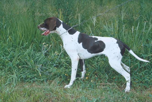 イヌ イングリッシュ ポインター の写真素材 イラスト素材 アマナイメージズ