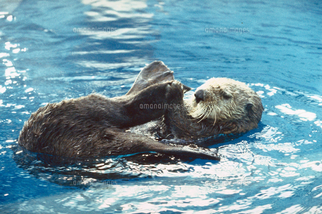 ラッコ の写真素材 イラスト素材 アマナイメージズ