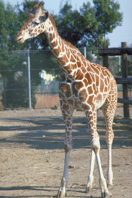 キリン アミメキリン の写真素材 イラスト素材 アマナイメージズ