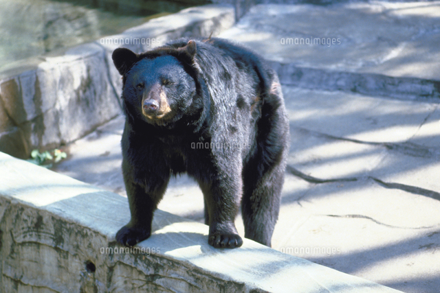 アメリカクロクマ[23018031425]の写真・イラスト素材｜アマナイメージズ