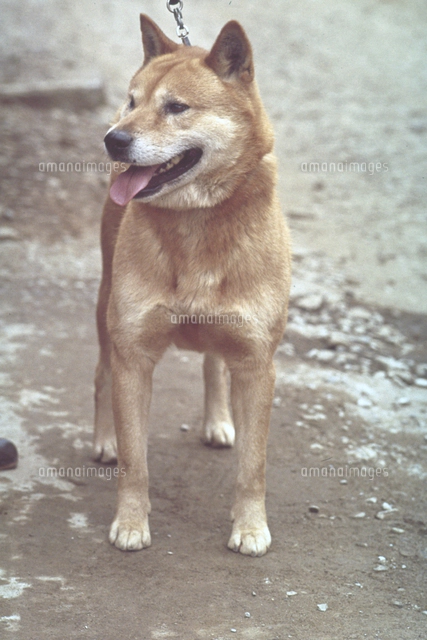 北海道犬写真集 イヌ（北海道犬）[23018032076]の写真・イラスト素材｜アマナ