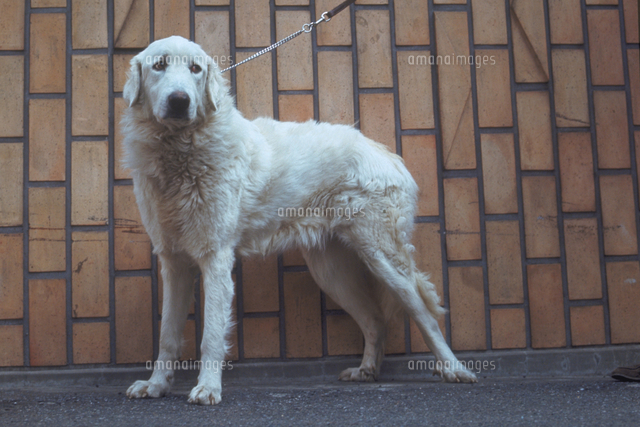 イヌ グレート ピレニーズ の写真素材 イラスト素材 アマナイメージズ