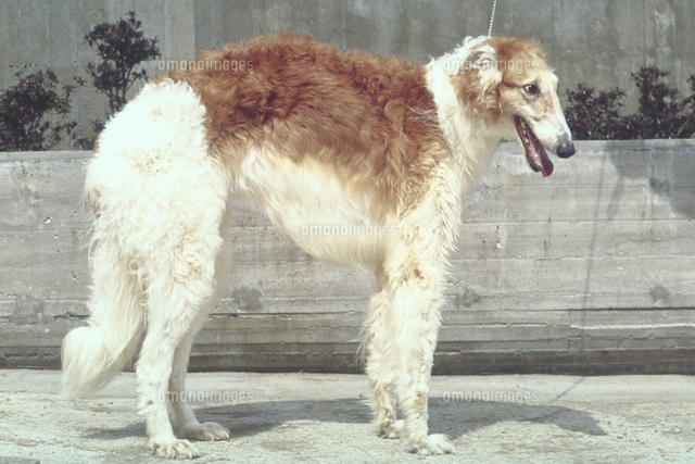 イヌ ボルゾイ の写真素材 イラスト素材 アマナイメージズ イヌ ボルゾイ の写真素材 イラスト素材 アマナイメージズ