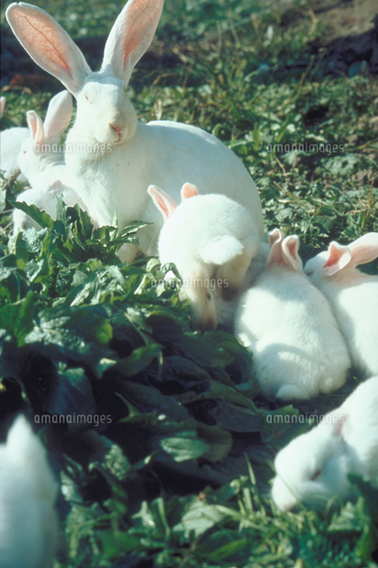 ウサギ（日本白色種）[23018031725]の写真・イラスト素材｜アマナ