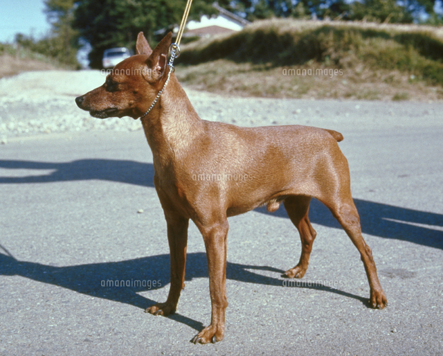 イヌ ミニチュア ピンシャー の写真素材 イラスト素材 アマナイメージズ