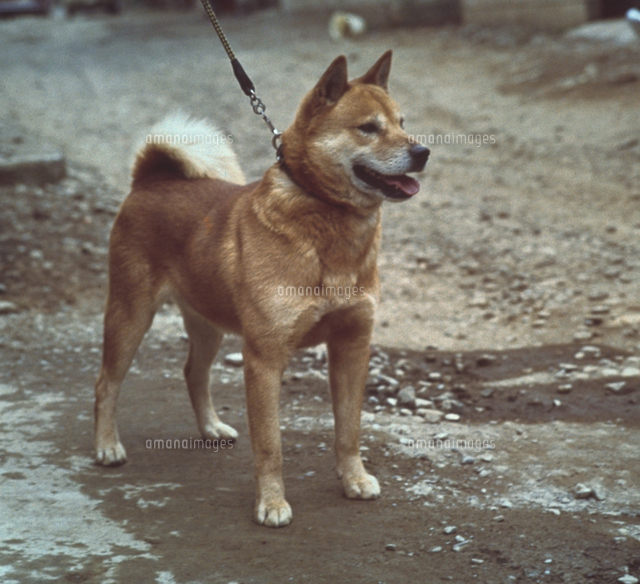 イヌ 北海道犬 の写真素材 イラスト素材 アマナイメージズ