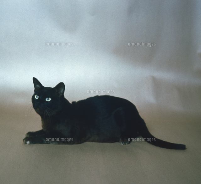 ネコ（バーミーズ）[23018032083]の写真素材・イラスト素材｜アマナ 