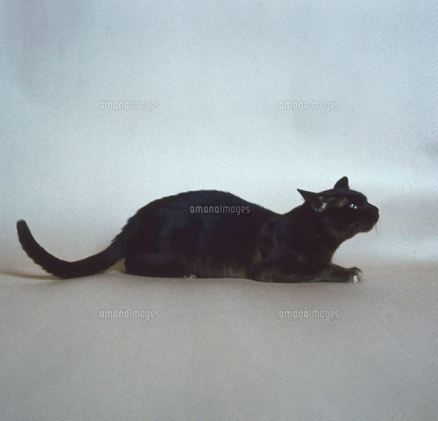 ネコ（バーミーズ）[23018032085]の写真素材・イラスト素材｜アマナ 