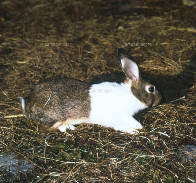 ウサギ ダッチ の写真素材 イラスト素材 アマナイメージズ