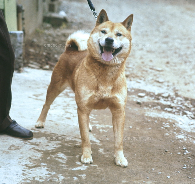 イヌ 北海道犬 の写真素材 イラスト素材 アマナイメージズ