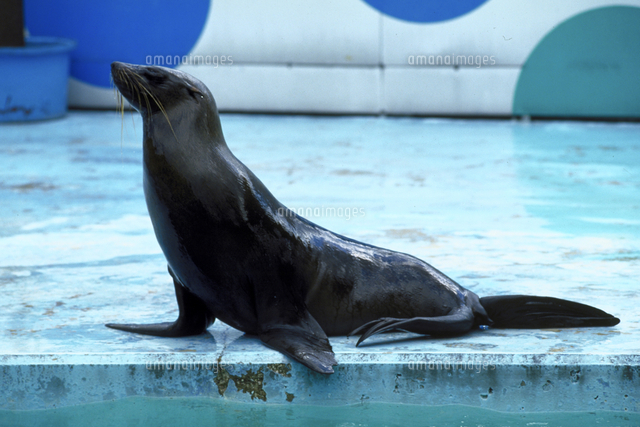 ミナミアフリカオットセイ の写真素材 イラスト素材 アマナイメージズ