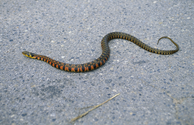 ヤマカガシ の写真素材 イラスト素材 アマナイメージズ