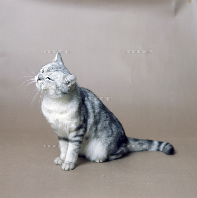 ネコ シルバータビー の写真素材 イラスト素材 アマナイメージズ