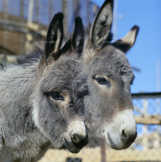 ロバ の写真素材 イラスト素材 アマナイメージズ