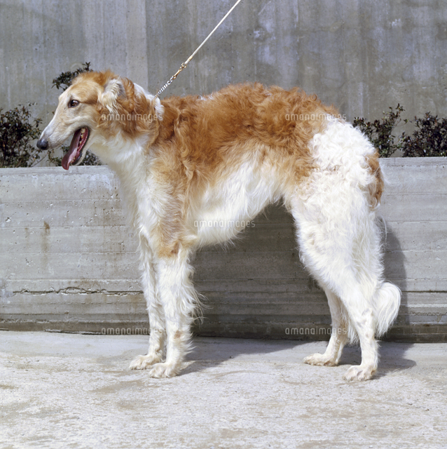 イヌ ボルゾイ の写真素材 イラスト素材 アマナイメージズ イヌ ボルゾイ の写真素材 イラスト素材 アマナイメージズ