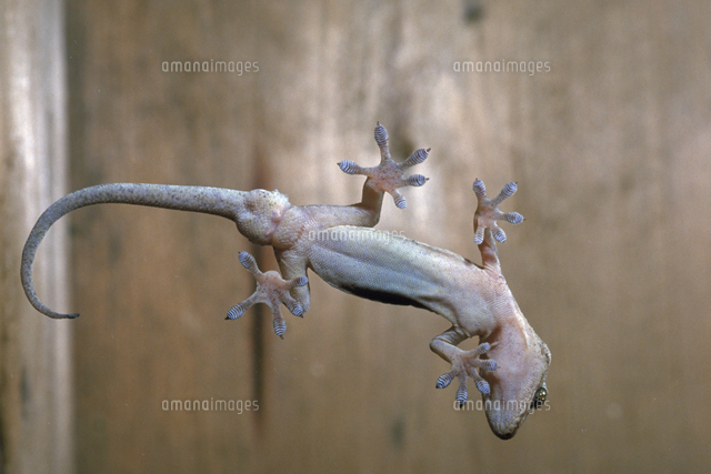 ヤモリの一種 の写真素材 イラスト素材 アマナイメージズ