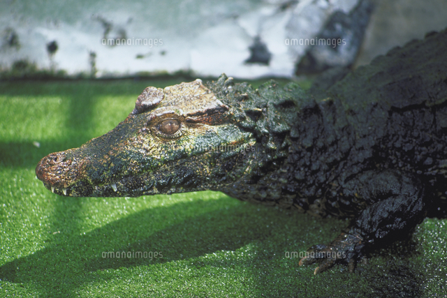 ワニ カイマン 頭部 アリゲーター 【公式通販】