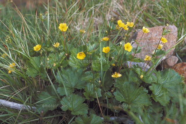 ミヤマダイコンソウ の写真素材 イラスト素材 アマナイメージズ ミヤマダイコンソウ の写真素材 イラスト素材 アマナイメージズ