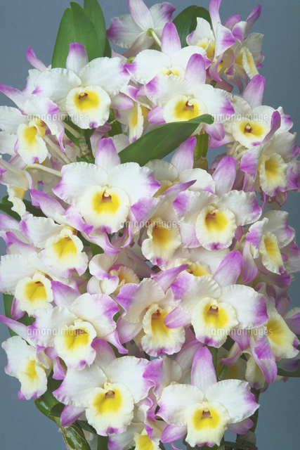 デンドロビウム クリスティーナ の写真素材 イラスト素材 アマナイメージズ