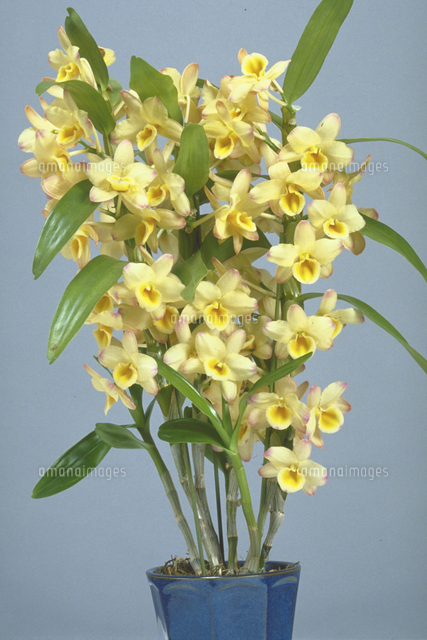 デンドロビウムの一種 の写真素材 イラスト素材 アマナイメージズ