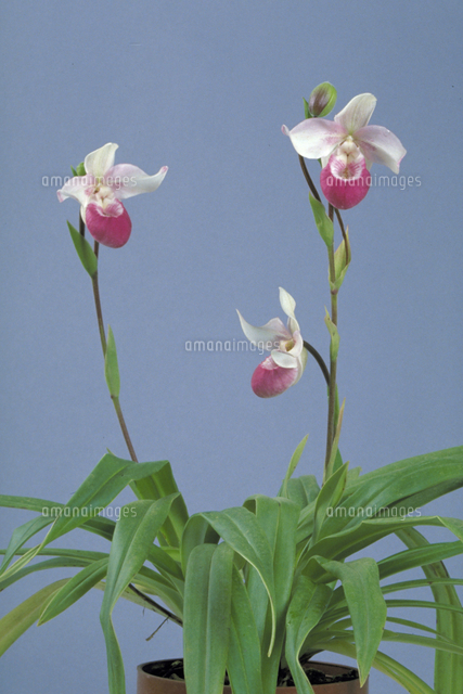 フラグミペディウム・シュリミー[23018034200]の写真・イラスト素材