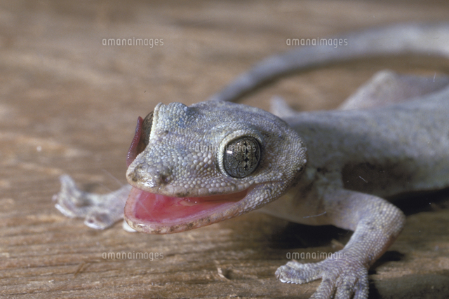 ヤモリの一種 の写真素材 イラスト素材 アマナイメージズ